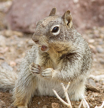 Rock Squirrel Spermophilus variegatus 