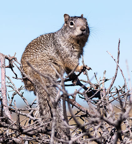 Rock Squirrel Spermophilus variegatus 