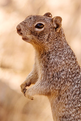 Rock Squirrel Spermophilus variegatus 