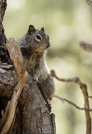 Rock Squirrel Spermophilus variegatus 