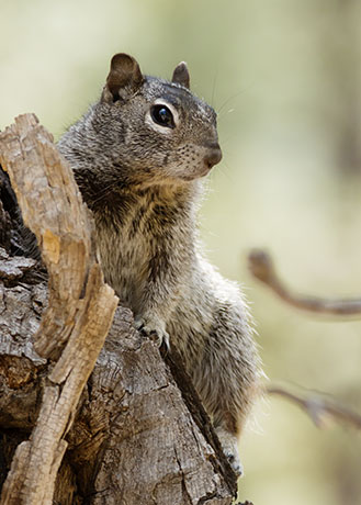 Rock Squirrel Spermophilus variegatus 