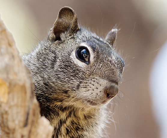 Rock Squirrel Spermophilus variegatus 