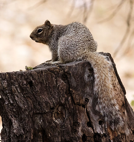 Rock Squirrel Spermophilus variegatus 