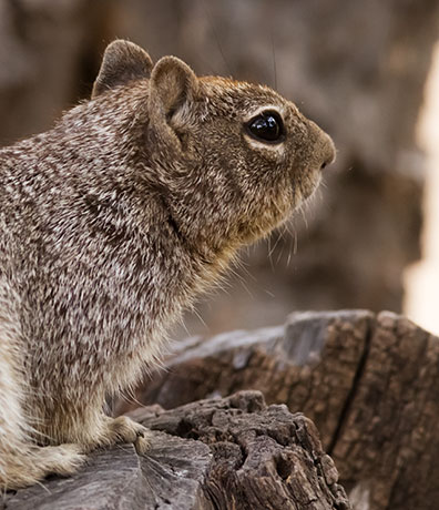 Rock Squirrel Spermophilus variegatus 