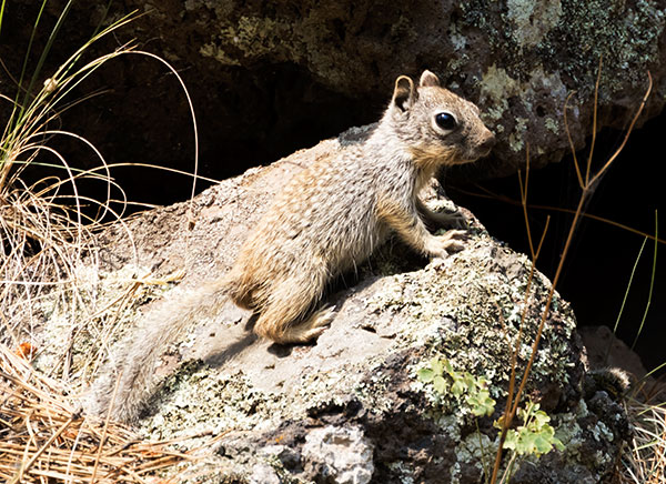 Rock Squirrel Spermophilus variegatus 