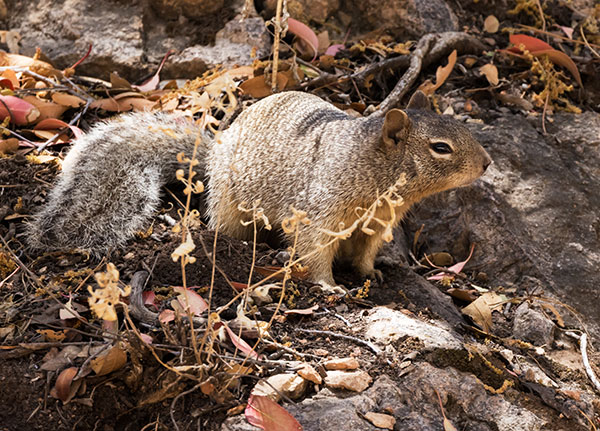 Rock Squirrel Spermophilus variegatus 