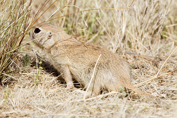 Round-tailed Ground Squirrel Spermophilus tereticaudus