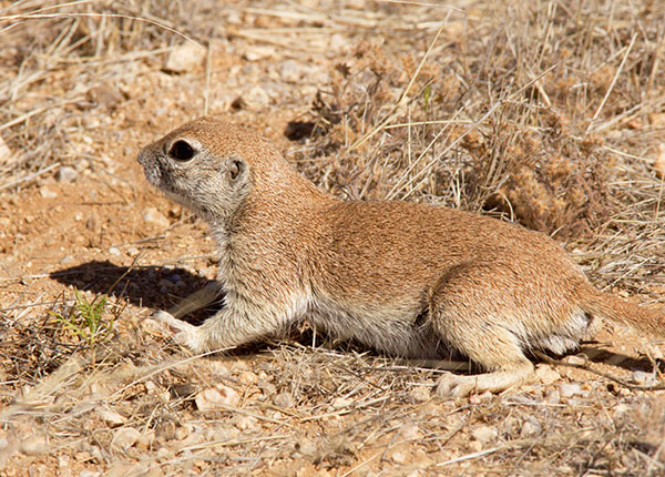 Round-tailed Ground Squirrel Spermophilus tereticaudus