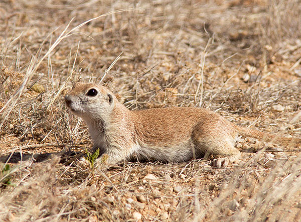 Round-tailed Ground Squirrel Spermophilus tereticaudus