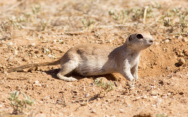 Round-tailed Ground Squirrel Spermophilus tereticaudus