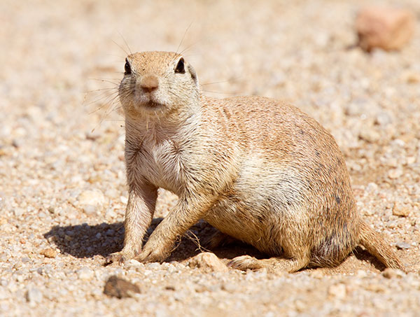 Round-tailed Ground Squirrel Spermophilus tereticaudus
