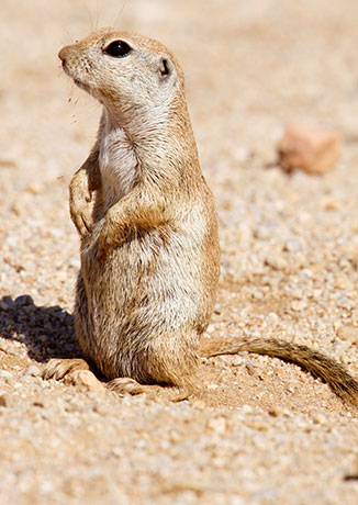Round-tailed Ground Squirrel Spermophilus tereticaudus