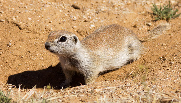 Round-tailed Ground Squirrel Spermophilus tereticaudus