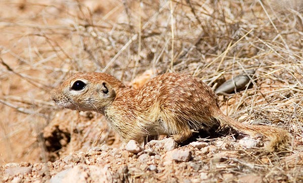 Spotted Ground Squirrel Spermophilus spilosoma