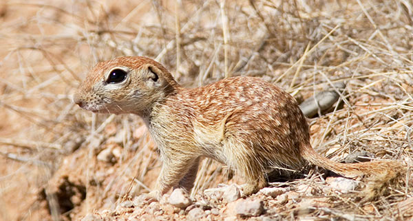 Spotted Ground Squirrel Spermophilus spilosoma