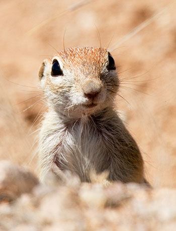 Spotted Ground Squirrel Spermophilus spilosoma