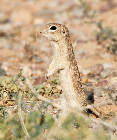 Spotted Ground Squirrel Spermophilus spilosoma