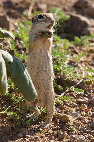 Spotted Ground Squirrel Spermophilus spilosoma