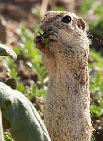 Spotted Ground Squirrel Spermophilus spilosoma