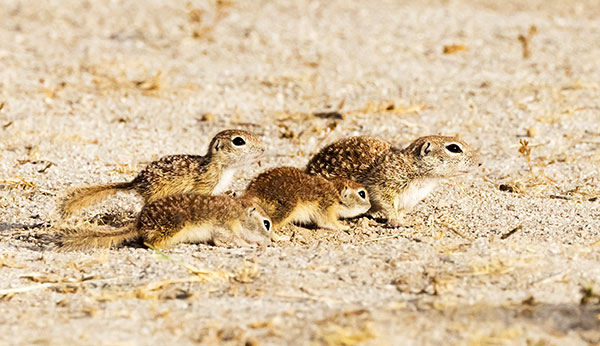 Spotted Ground Squirrel Spermophilus spilosoma