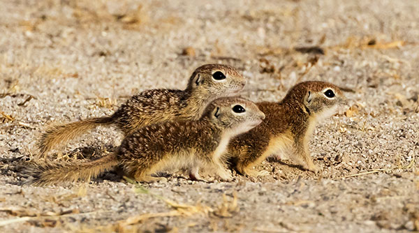 Spotted Ground Squirrel Spermophilus spilosoma