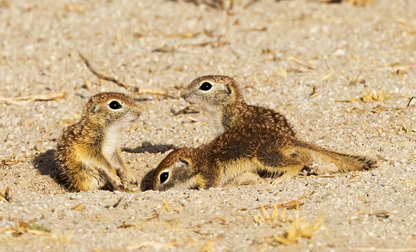 Spotted Ground Squirrel Spermophilus spilosoma