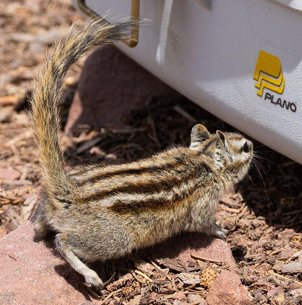 Uinta Chipmunk Neotamias umbrinus 