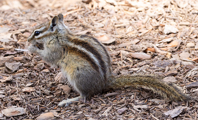 Uinta Chipmunk Neotamias umbrinus 