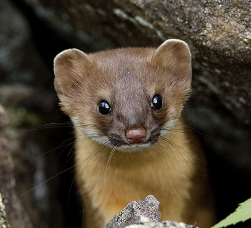 Long-tailed Weasel Mustela frenata