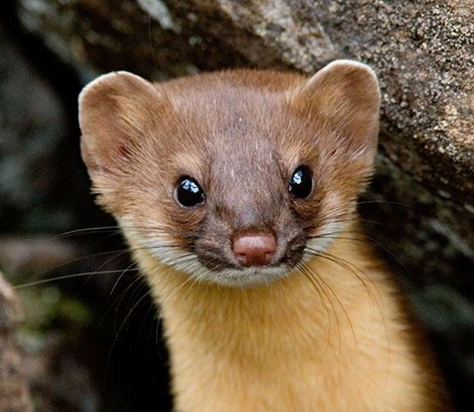 Long-tailed Weasel Mustela frenata