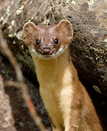 Long-tailed Weasel Mustela frenata