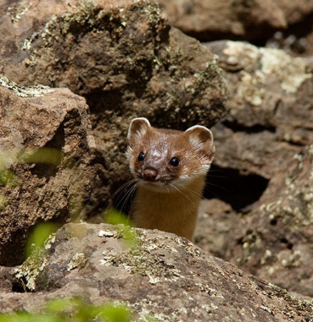 Long-tailed Weasel Mustela frenata