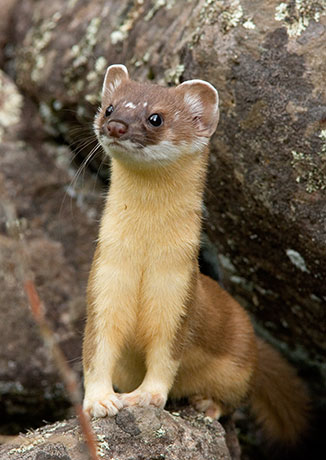 Long-tailed Weasel Mustela frenata