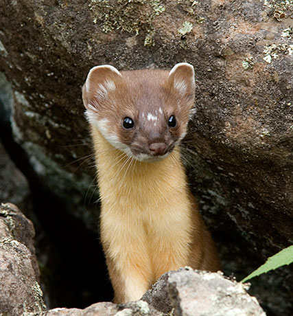 Long-tailed Weasel Mustela frenata