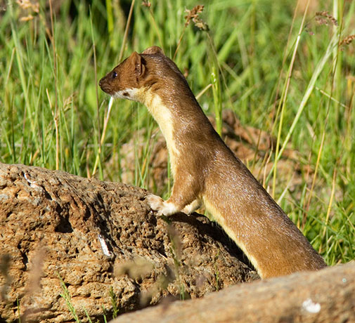 Long-tailed Weasel Mustela frenata