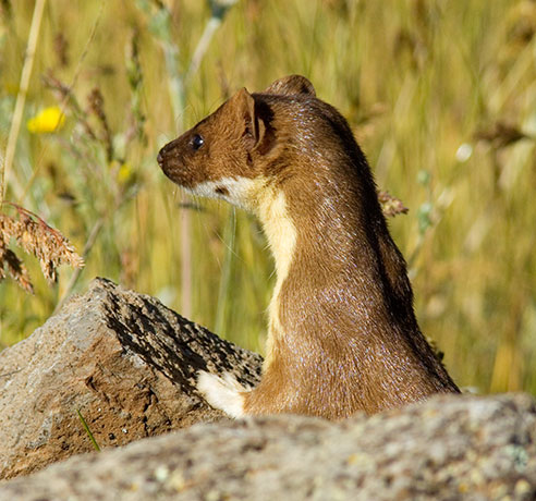 Long-tailed Weasel Mustela frenata