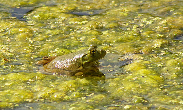 American Bullfrog Rana catesbeiana 