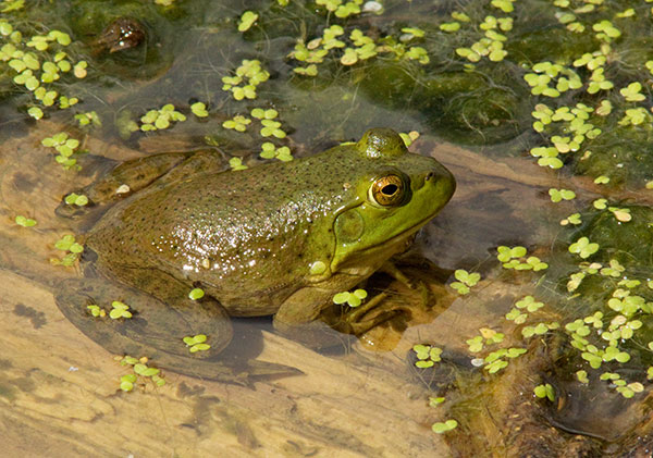 American Bullfrog Rana catesbeiana 