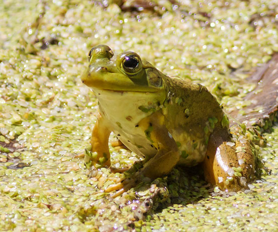 American Bullfrog Rana catesbeiana 