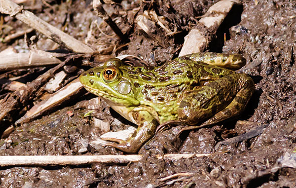 American Bullfrog Rana catesbeiana 