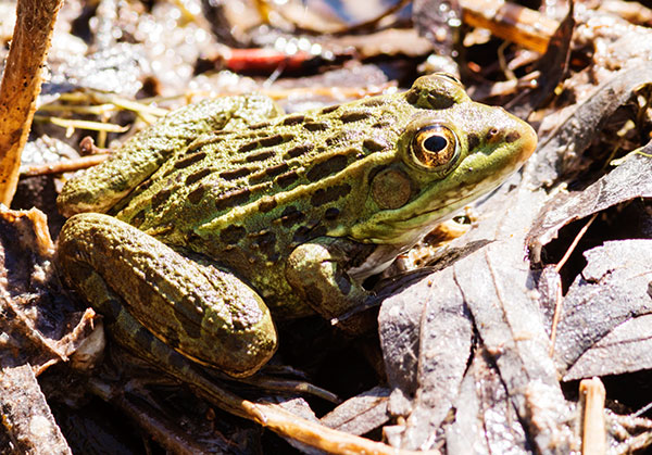 American Bullfrog Rana catesbeiana 