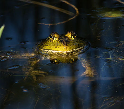 American Bullfrog Rana catesbeiana 