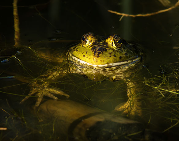 American Bullfrog Rana catesbeiana 