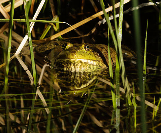 American Bullfrog Rana catesbeiana 