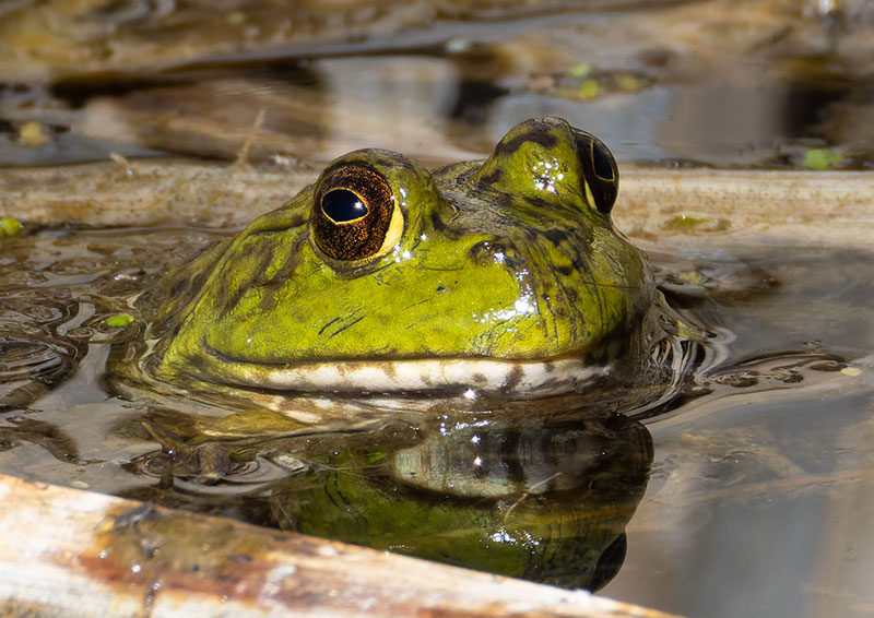 American Bullfrog Rana catesbeiana 