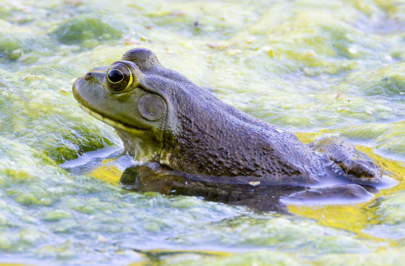 American Bullfrog Rana catesbeiana 
