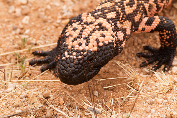 Gila Monster Heloderma suspectum