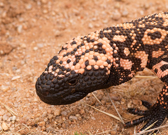 Gila Monster Heloderma suspectum