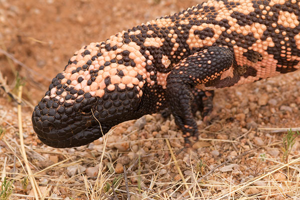 Gila Monster Heloderma suspectum