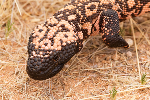 Gila Monster Heloderma suspectum